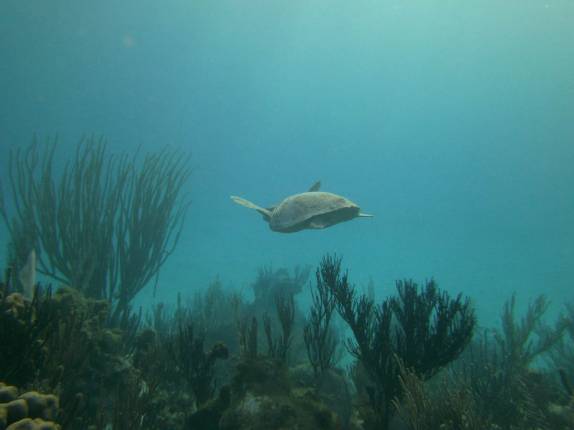Nadando com uma tartaruga perto de Tobacco Caye, na grande barreira de corais de Belize